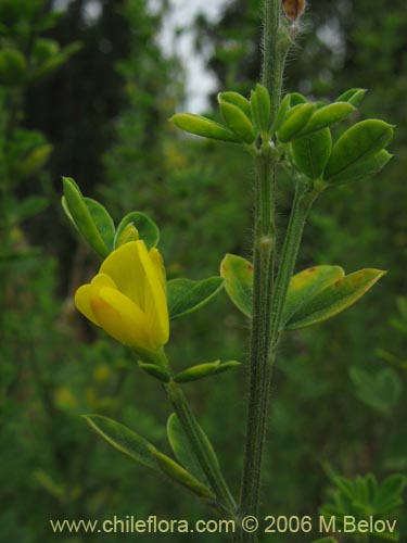 Фотография Teline monspessulana (Retama / Lluvia de oro / Retamillo). Щелкните, чтобы увеличить вырез.